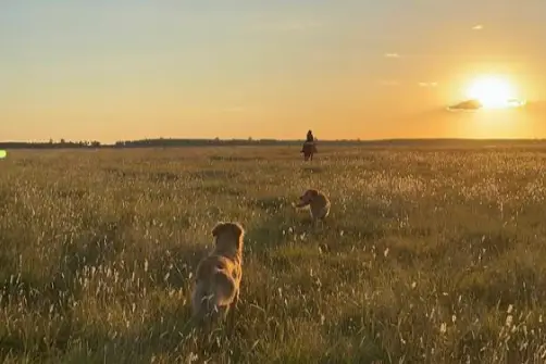 perros en campo atardecer