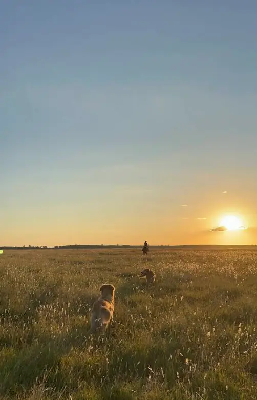 campo atardecer con perros