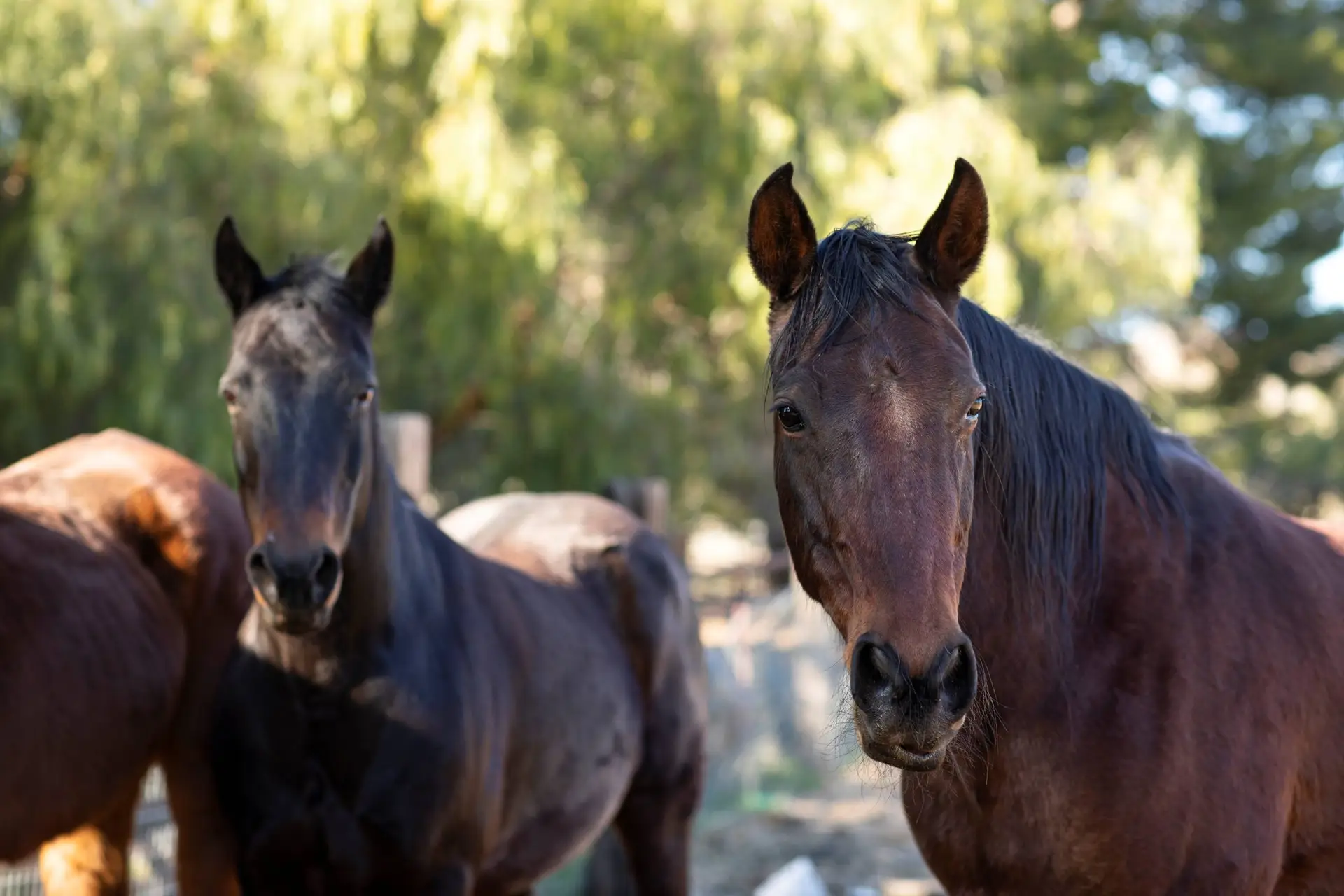 Caballo en naturaleza